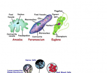 Difference Between Unicellular And Multicellular Organisms? Difference Between Unicellular And Multicellular Organisms?
