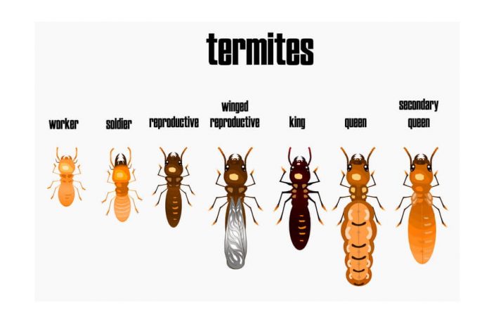 How to get rid of termites