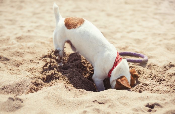 How to stop a dog digging